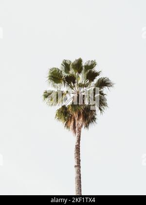 Eine einzelne große grüne Palme vor einem weißen Himmel. Palme auf weißem Hintergrund Stockfoto