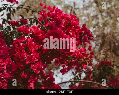 Blühende Bougainvillea in einem mit Blumen übersäten Garten. Schöne Pflanze, die mit rosa Blüten blüht Stockfoto