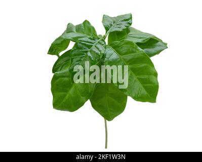 Kleiner Buschbaum mit saftig grünen glänzenden Blättern, isoliert. Junge Kaffeepflanze mit wachsartigen Blättern auf weißem Hintergrund Stockfoto