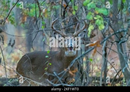 Ein 8-Punkt-Männchen Weißschwanzhirse Buck (Odocoileus virginianus) mit großem Geweih mit offenem Mund in Michigan, USA. Stockfoto