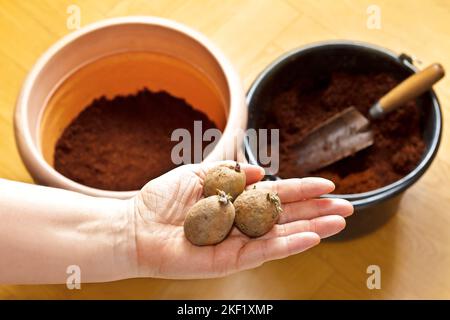 Fotoserie über den Anbau von Kartoffeln in Containern auf Balkon oder Terrasse: 1. Wählen Sie Spuds mit Augen als Saatkartoffeln. Sie können klein und geschrumpft sein. Stockfoto