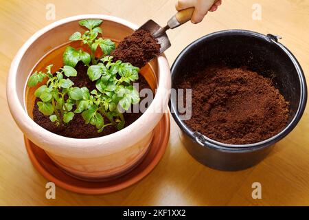 Fotoserie über den Anbau von Kartoffeln in Töpfen in Behältern: 4. Wenn die Kartoffelpflanzen genug gewachsen sind, füllen Sie sich mit weiteren 4 Zoll (10 cm) Erde auf. Stockfoto