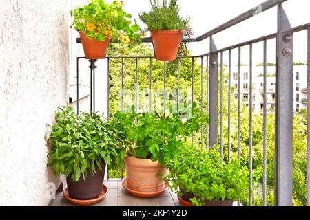 Fotoserie über den Anbau von Kartoffeln in Töpfen: 6. Auf einem sonnigen Balkon, einer Terrasse oder Terrasse platzieren, im Sommer viel Wasser und mehr Dünger auftragen. Stockfoto