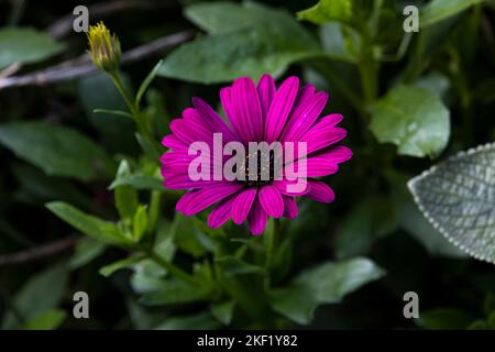 Kap Marigold, Gerberins (Dimorphotheca), Calendula Stockfoto