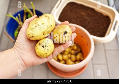 Fotoserie über den Anbau von Kartoffeln in Containern auf Balkon, Terrasse oder Terrasse: 8. Ernten Sie die Kartoffeln, indem Sie sie vorsichtig vom Boden trennen. Stockfoto