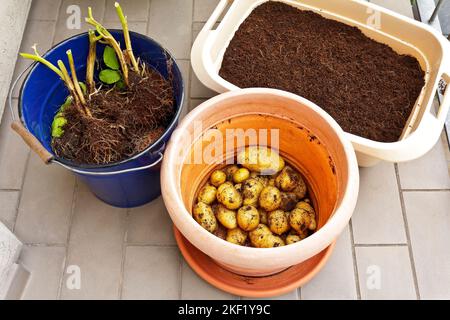 Fotoserie über den Anbau von Kartoffeln in Containern auf Balkon, Terrasse oder Terrasse: 8. Ernten Sie die Kartoffeln, indem Sie sie vorsichtig vom Boden trennen. Stockfoto