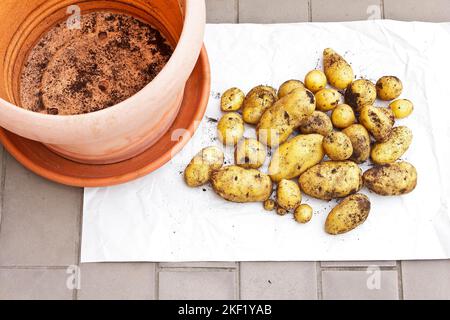 Fotoserie über den Anbau von Kartoffeln in Containern auf Balkon, Terrasse oder Terrasse: 9. Eine Ernte oder Ernte von selbst angebauten Kartoffeln von über 4 Pfund (1,9 kg). Stockfoto