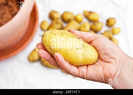 Fotoserie über den Anbau von Kartoffeln in Containern auf Balkon, Terrasse oder Terrasse: 9. Eine Ernte oder Ernte von selbst angebauten Kartoffeln von über 4 Pfund (1,9 kg). Stockfoto