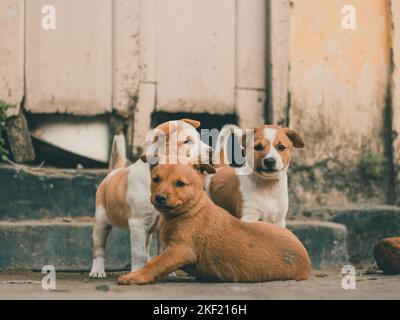 Niedlichen Welpen Stockfoto