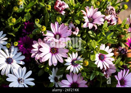 Ein farbenfrohes und lebendiges Porträt voller afrikanischer Gänseblümchen-Blüten vom Typ Sopran in hellviolettem Purpur. Die Blumen sind durch Sonnenlicht beleuchtet und stehen in einem Stockfoto