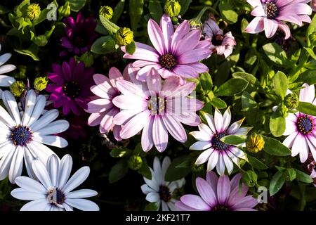 Ein farbenprächtiges und lebendiges Porträt voller afrikanischer Gänseblümchen-Blüten vom Typ Sopran in hellviolettem Purpur. Die Blüten sind durch Sonnenlicht beleuchtet und stan Stockfoto