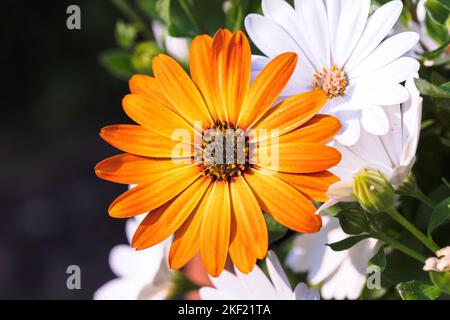 Ein farbenfrohes Porträt einer orangefarbenen afrikanischen Gänseblümchen oder osteospermum, die in einem Garten steht und auf anderen weißen Gänseblümchen blüht. Die lebendige Blume h Stockfoto