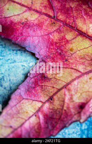 Detail von einem herbstlichen Blatt Stockfoto