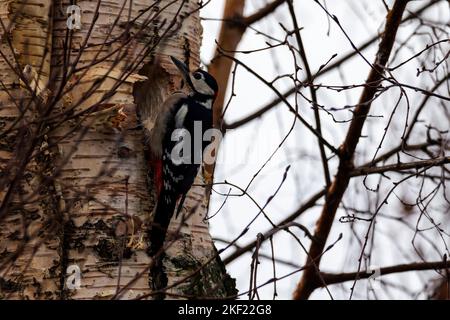 Eine Nahaufnahme eines dendrocopos major oder Buntspechtes, der an der Seite eines Baumstamms hängt und ein rundes Loch in einen Baum pickt, um ein Nest zu bilden. Das b Stockfoto