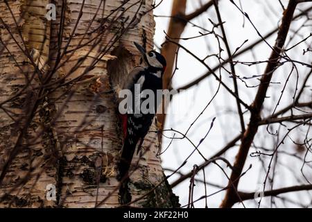 Ein Porträt eines dendrocopos major oder Buntspechtes, der an der Seite eines Baumstamms hängt und ein rundes Loch in einen Baum pickt, um ein Nest zu bilden. Das b Stockfoto