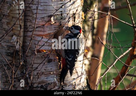 Eine Nahaufnahme eines dendrocopos major oder Buntspechtes, der an der Seite eines Birkenstamms hängt und ein rundes Loch in einen Baum pickt, um ein Nest zu bilden. Stockfoto