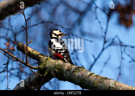 Ein Porträt eines Buntspechtes, der auf einem Zweig einer Birke sitzt. Der Vogel schaut sich um und wird auch dendrocopos major genannt. Stockfoto