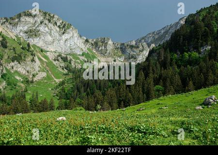 Blick vom Col de Jaman auf die Grande Chaux de Naye in den Waadtländer Alpen Stockfoto