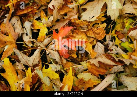 Bunte Herbstblätter auf dem Boden im Hinterhof mit einem roten Ahornblatt in der Mitte Stockfoto