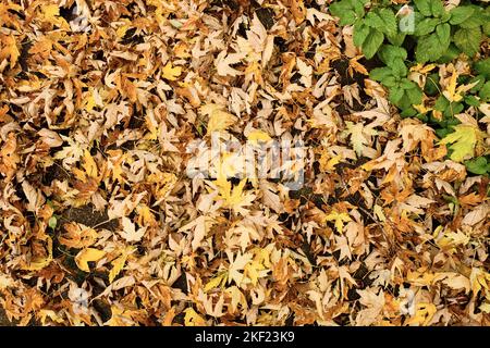 Eine dicke Matte aus gefallenen gelben und orangen Blättern auf dem Boden im Hinterhof im Spätherbst mit einem kleinen Fleck grüner Minzpflanzenblätter Stockfoto