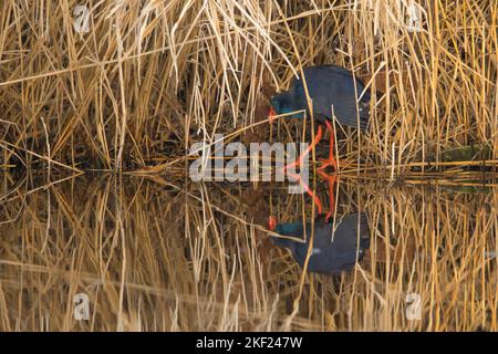 WESTERN Swamphen (Porphyrio porphyrio) steht in einem Schilfkragen. Dies ist eine äußerst seltene Art in den Niederlanden, die erste überhaupt Stockfoto