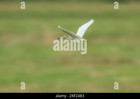 Squacco Heron (Ardeola ralloides) Erwachsener im Flug über einer holländischen Polderlandschaft Stockfoto