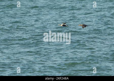 Gewöhnliches Eiderpaar (Somateria mollissima) im Flug über der Nordsee Stockfoto