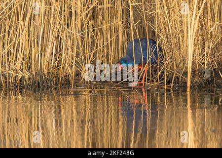 WESTERN Swamphen (Porphyrio porphyrio) steht in einem Schilfkragen. Dies ist eine äußerst seltene Art in den Niederlanden, die erste überhaupt Stockfoto