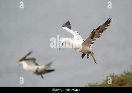 Nördlicher Gannet Morus bassanus, ein 4.-jähriger gefiederter Vogel, der sich einer Klippe nähert, um zu landen, Yorkshire, Großbritannien, September Stockfoto