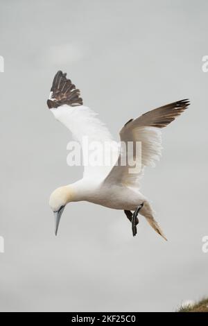 Nördlicher Gannet Morus bassanus, eine Porträtansicht eines einzelnen erwachsenen gefiederten Vogels, der auf einer Klippe landen wird, Yorkshire, Großbritannien, September Stockfoto