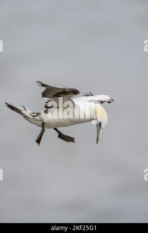 Nördlicher Gannet Morus bassanus, Porträtansicht eines 3.-jährigen gefiederten Vogels im Flug bei starken Winden, Yorkshire, Großbritannien, September Stockfoto