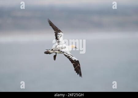 Nördlicher Gannet Morus bassanus, Porträtansicht eines 3.-jährigen gefiederten Vogels im Flug bei starken Winden, Yorkshire, Großbritannien, September Stockfoto