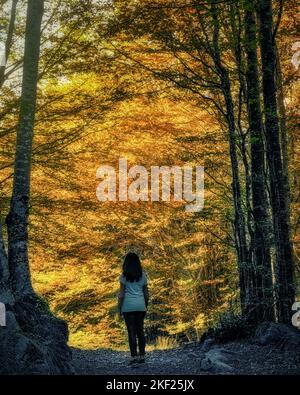 Ein Mädchen, das bei Sonnenuntergang mit goldenem Licht einen Pfad in einem Wald aus Eichen und Nadelbäumen des toskanisch-emilianischen Apennins hinuntergeht. Stockfoto