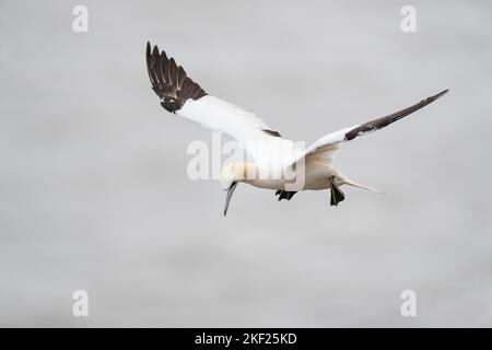 Nördlicher Gannet Morus bassanus, ein 4.-jähriger gefiederter Vogel, der sich einer Klippe nähert, um zu landen, Yorkshire, Großbritannien, September Stockfoto