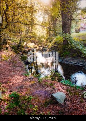 Bach in einem Wald im Toskanisch-Emilianischen Apennin-Nationalpark, Norditalien. Stockfoto