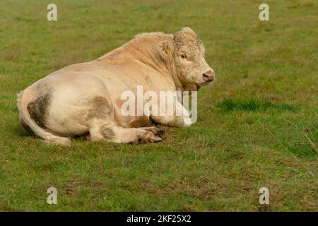 Nahaufnahme eines großen Charolais-Stiers, der in grünem Pasutre liegt und mit einem Messingring durch seine Nase nach vorne zeigt. Schottische Highlands. Horizontal. C Stockfoto