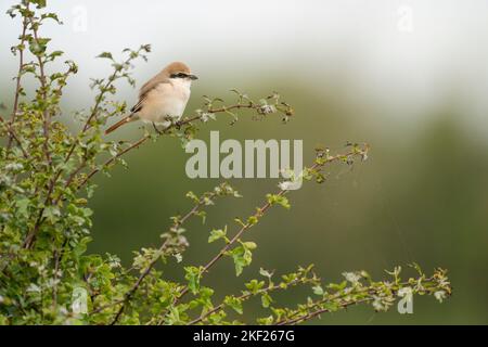 Rotschwanzwürger Lanius phoenicuroides, ein ausgewachsener Vogel, der auf einem kleinen Weißdornbusch auf der Suche nach Beute thront, Yorkshire, Großbritannien, August Stockfoto