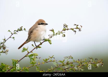 Rotschwanzwürger Lanius phoenicuroides, eine Seitenansicht eines einzelnen erwachsenen Vogels, der auf einem kleinen Weißdornbusch auf Ackerland thront, Yorkshire, Großbritannien, August Stockfoto