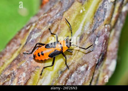 Große Milchkrautnymphe (Oncopeltus fasciatus) auf einer Milchkrautpflanze Samenschote Asclepias viridis in Houston, isolierte Makroansicht. Stockfoto