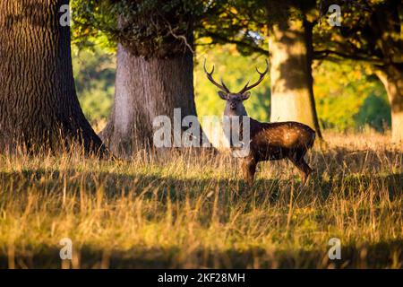 Damhirsch Dama Dama männlich mit großem Geweih während der Wetzsaison, mit goldenem Herbstsonnenlicht durch alte Eichen und lange Gräser. Stockfoto