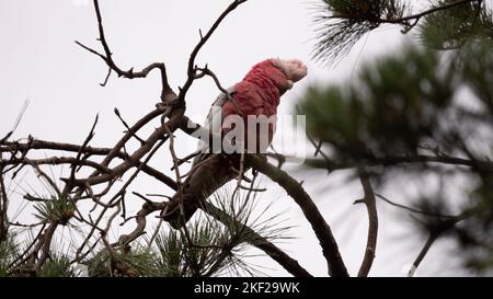 GALAH in einer Kiefer Stockfoto