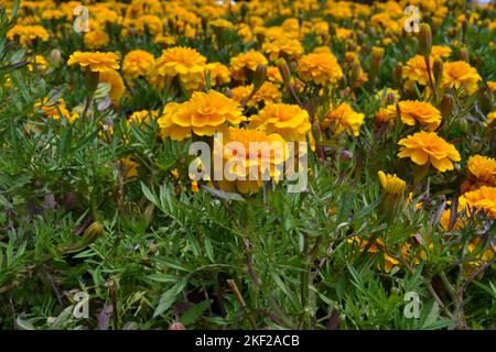 Rasen mit gelben französischen Ringelblumen im Garten.Goldene und gelbe französische Ringelblumenköpfe auf grünem Blatthintergrund. Einfaches Wachstum. Blüht hell Stockfoto