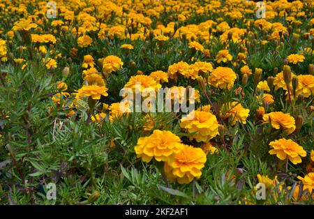 Rasen mit gelben französischen Ringelblumen im Garten.Goldene und gelbe französische Ringelblumenköpfe auf grünem Blatthintergrund. Einfaches Wachstum. Blüht hell Stockfoto