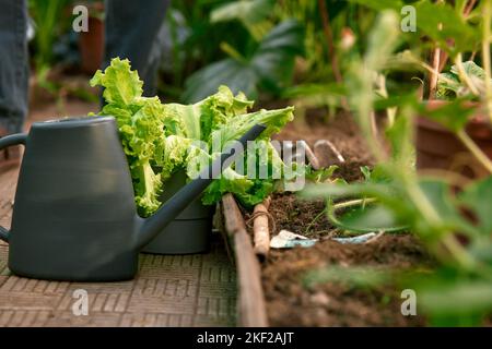 Eine Gießkanne aus Kunststoff steht vor dem Hintergrund eines Gewächshauses. Hochwertige Fotos. Stockfoto