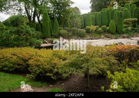 Kleiner japanischer Ahorndissectum und topiary Thuja Bäume und Gartenweg im japanischen Garten in Bonn Stockfoto