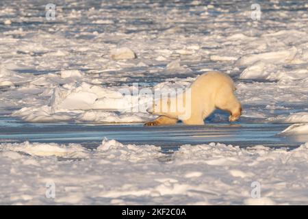 Eisbär auf Eis, Hudson Bay Stockfoto