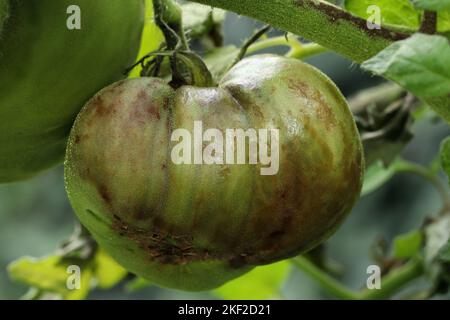 Die Tomatenpflanze und unreife Tomaten sind mit Spätbrand infiziert, der durch pilzartigen Mikroorganismus Phytophthora infestans verursacht wird. Stockfoto