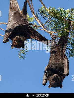 Der grauhaarige Flughund (Pteropus poliocephalus) ist ein in Australien heimischer Megabat. Fliegende Füchse ernähren sich vom Nektar und Pollen einheimischer Blüten und Stockfoto