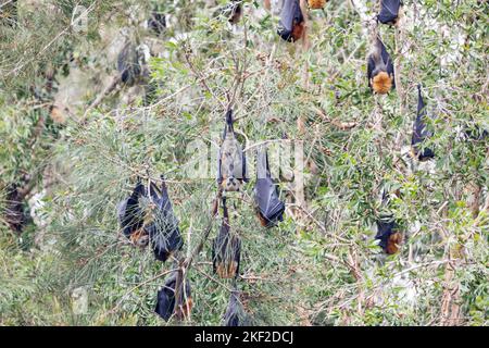 Der grauhaarige Flughund (Pteropus poliocephalus) ist ein in Australien heimischer Megabat. Fliegende Füchse ernähren sich vom Nektar und Pollen einheimischer Blüten und Stockfoto