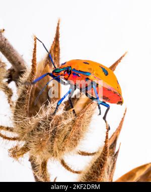 Tectocoris diophthalmus, allgemein bekannt als Hibiscus harlequin Bug oder Baumwolle harlequin Bug, ist das einzige Mitglied der Gattung Tectocoris. Es ist ein bri Stockfoto